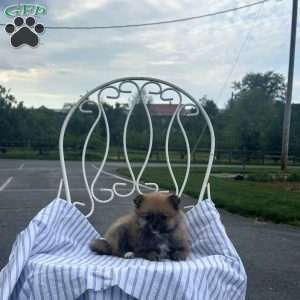 Edward, Pomeranian Puppy